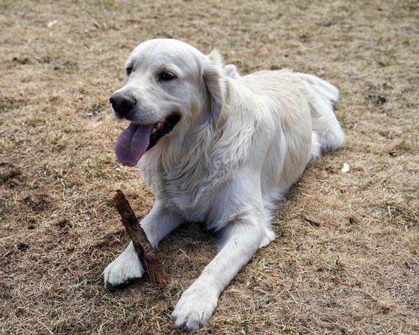Parrainage de chiens d'assistance : une aide précieuse