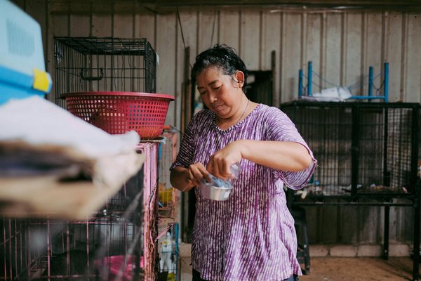 Le commerce illégal des iguanes