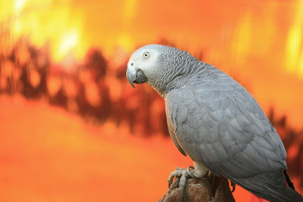 Cane corso : tout ce que vous devez savoir sur cette race