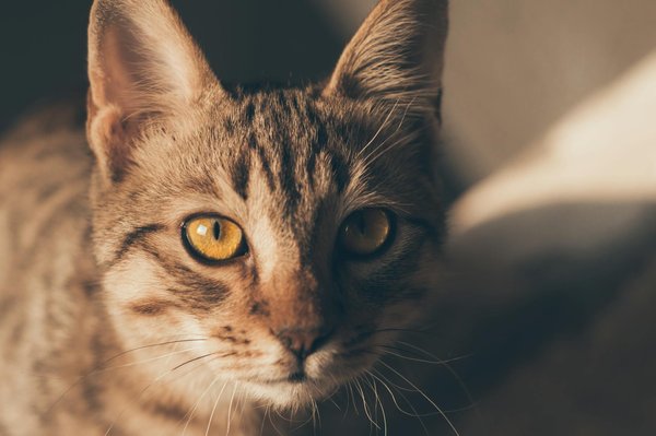 Vaccins pour chats : quels sont les effets secondaires possibles ?