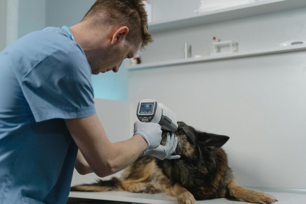 Service vétérinaire à domicile : soins personnalisés pour animaux